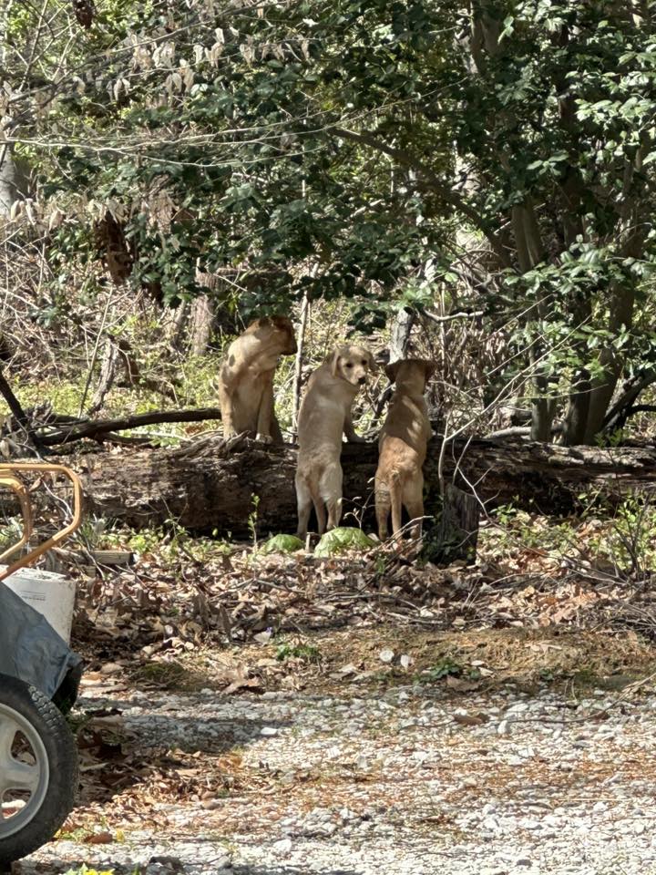 three abandoned puppies