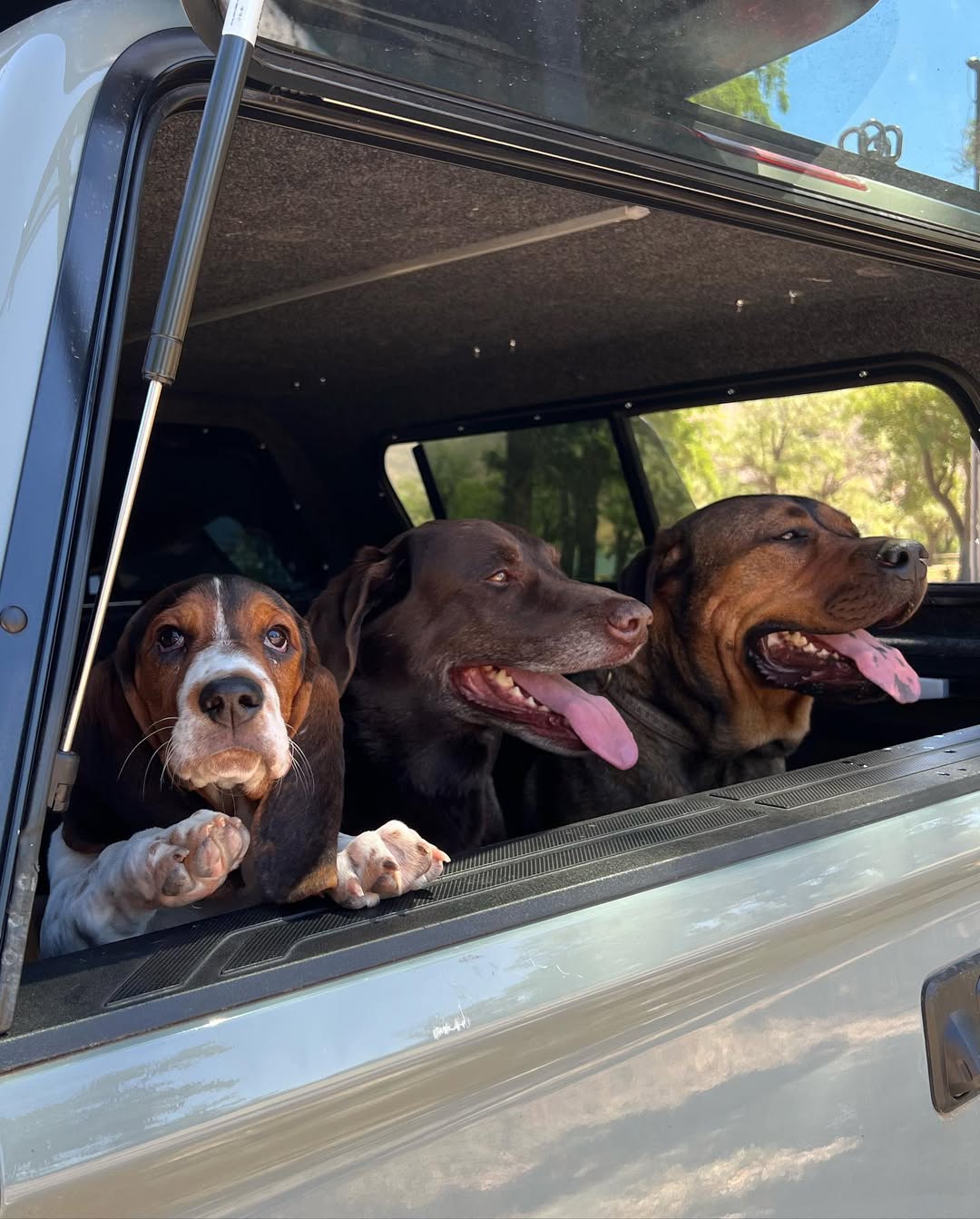 three dogs in car