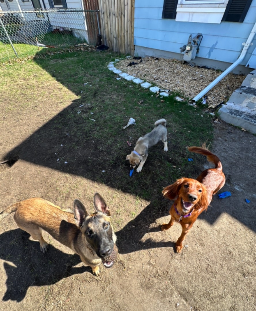three dogs in garden