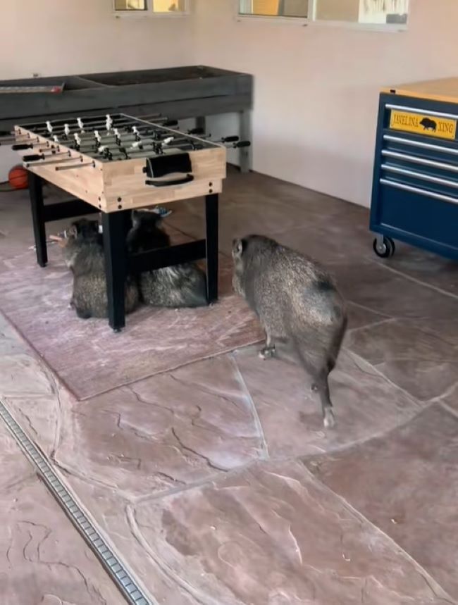 three javelinas