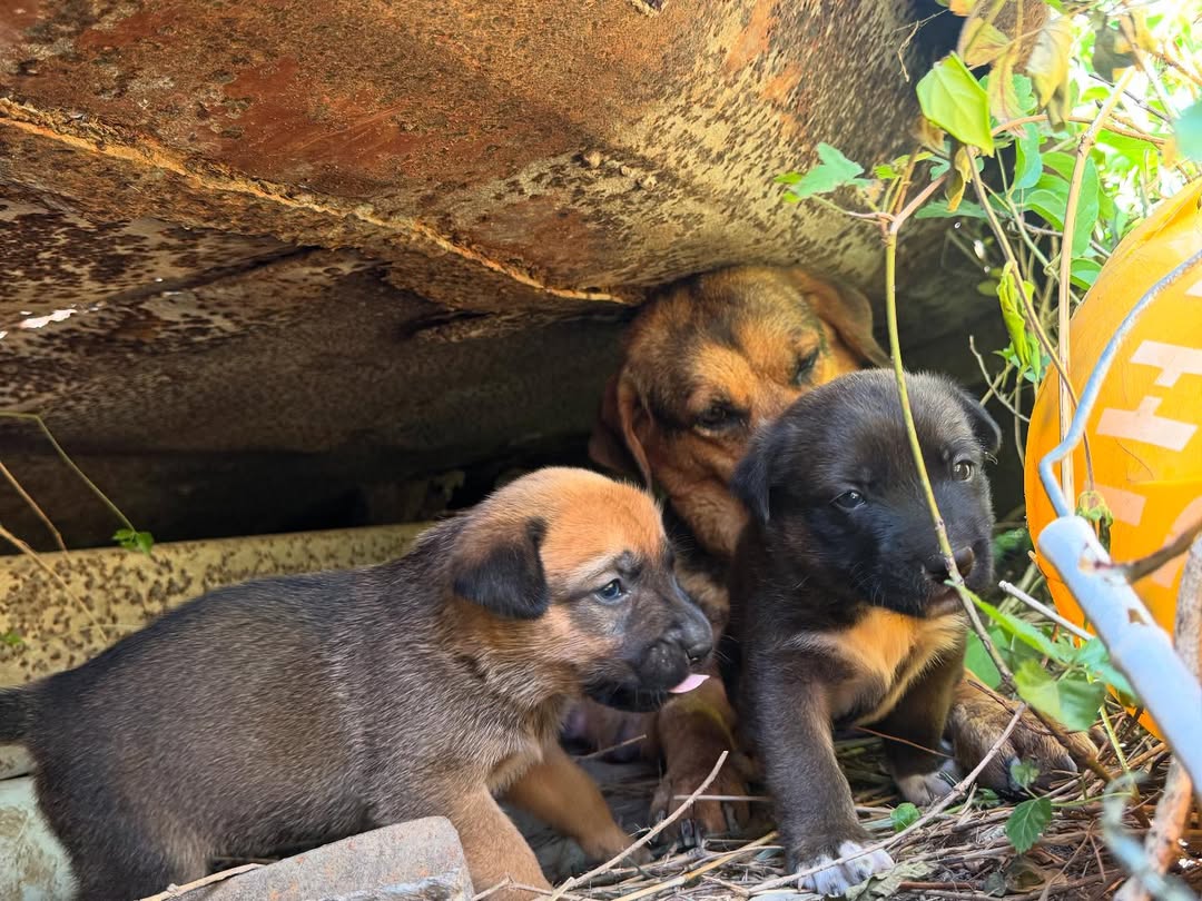 three stray puppies