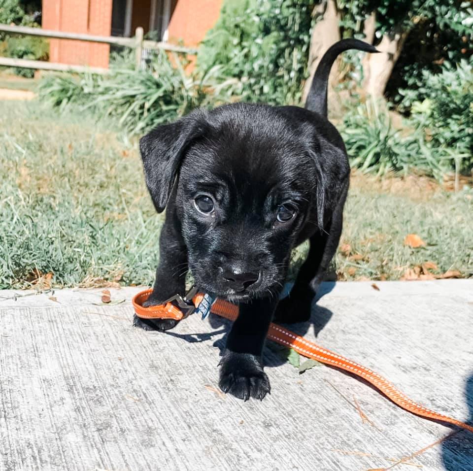 tiny black puppy