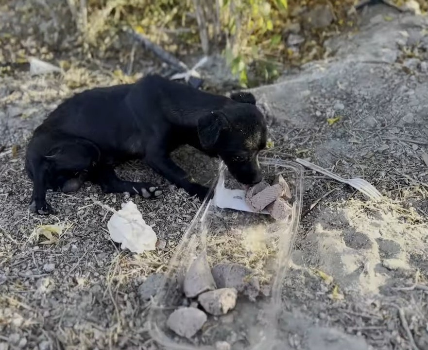 tiny black puppy eating