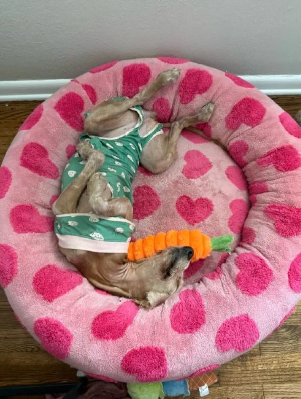 tiny dog laying down