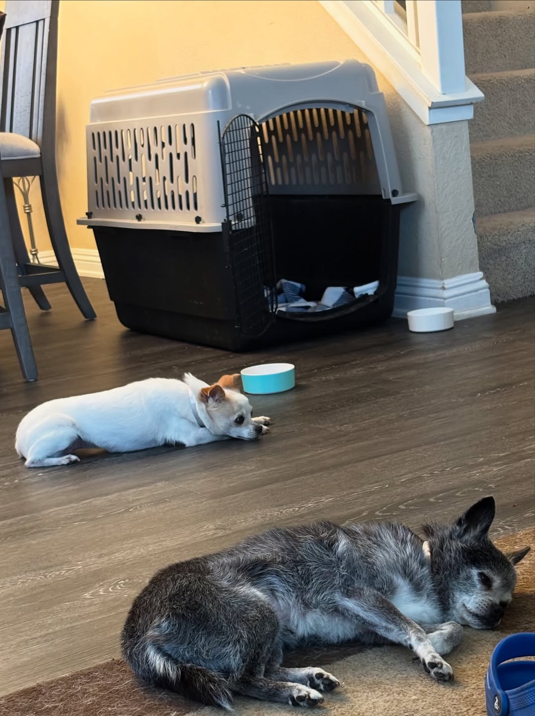 tiny dog laying on floor