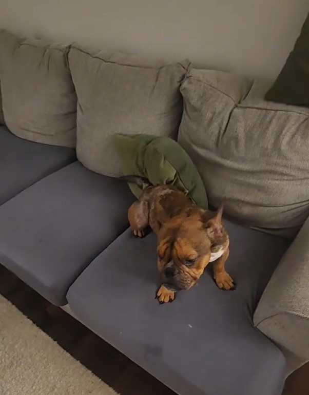 tiny dog on couch