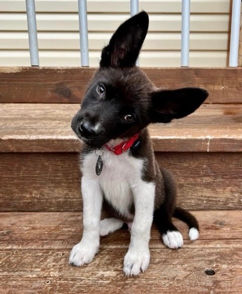 tiny dog sitting on stairs