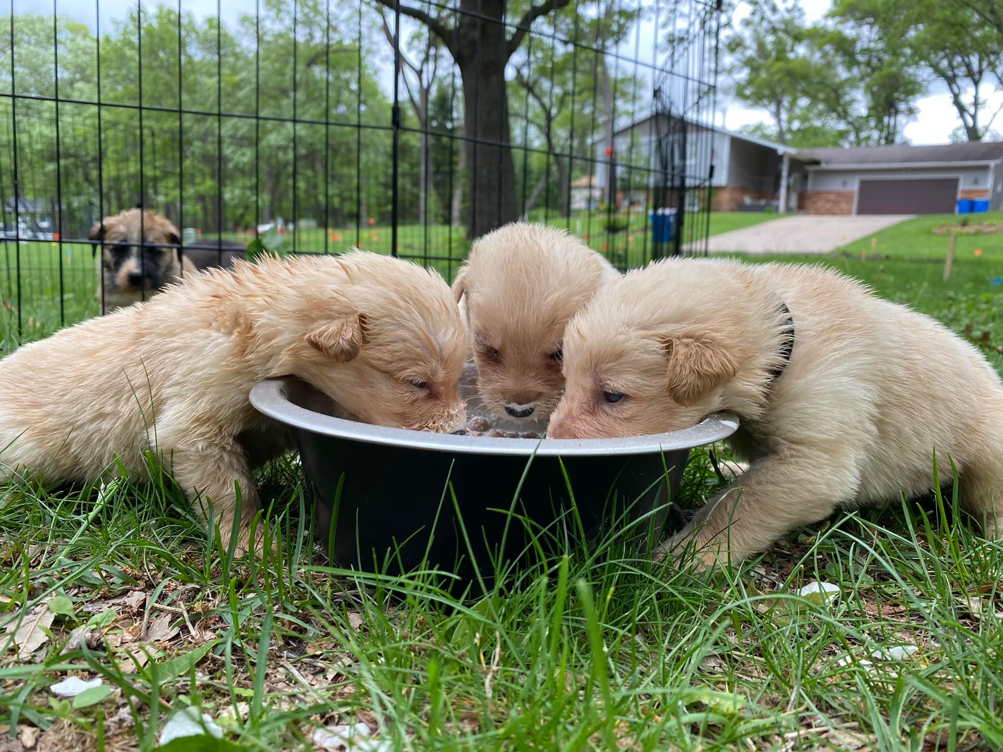 tiny newborn puppies