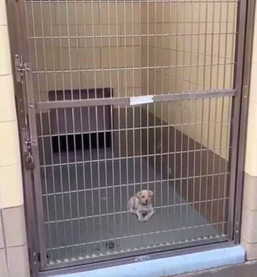 tiny puppy in shelter