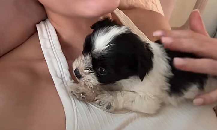 tiny puppy laying on owner