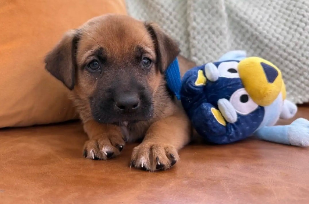 tiny puppy laying with toy