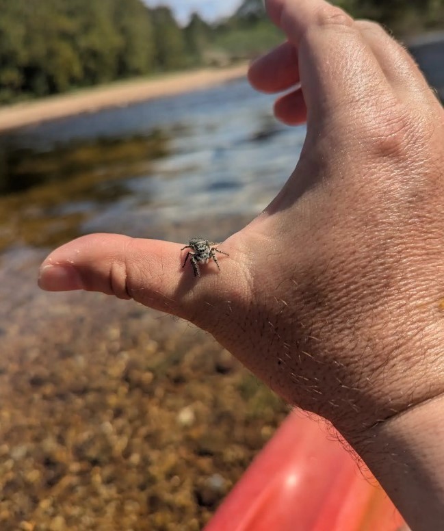 tiny spider on hand