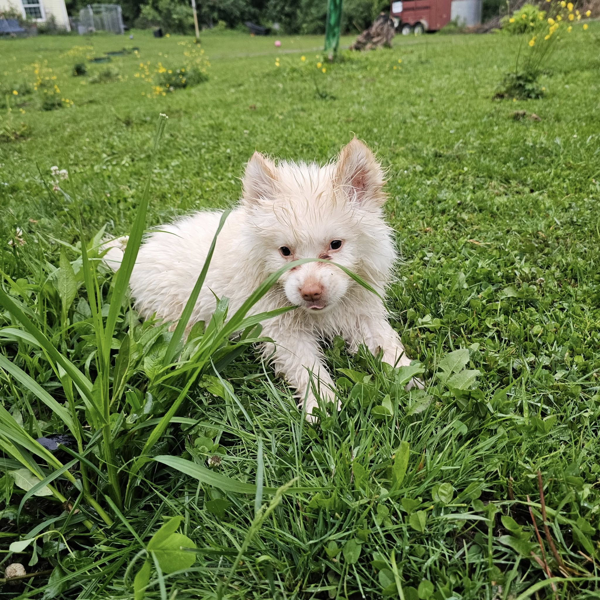 tiny white puppy