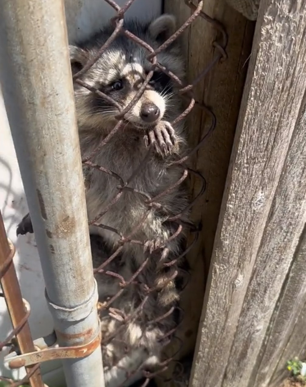 trapped raccoon