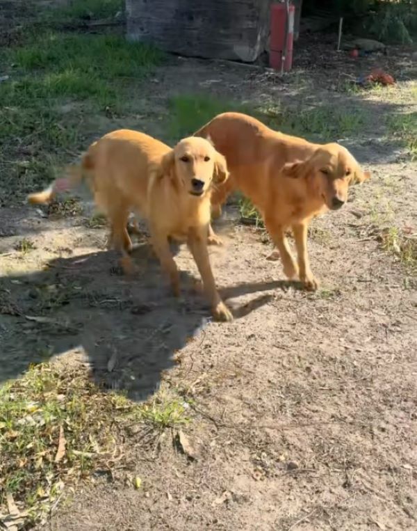 two Golden Retrievers