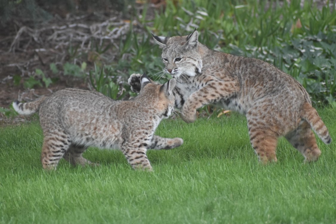 two bobcats
