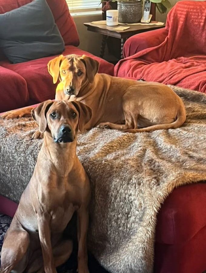 two brown dogs