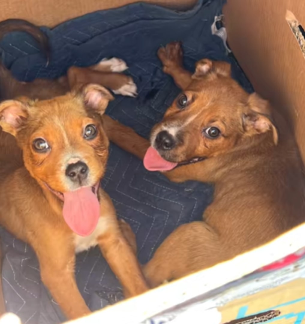 two brown puppies