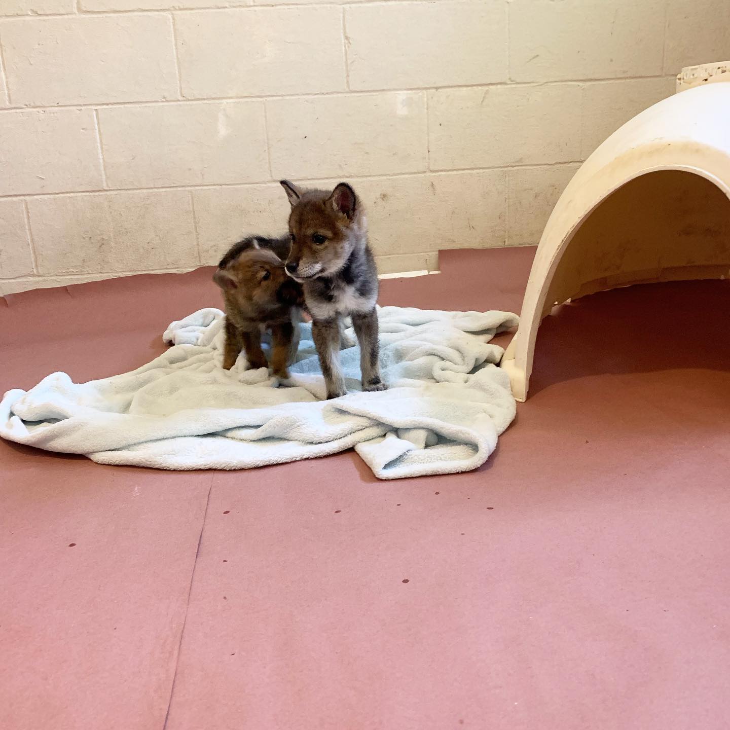 two coyote puppies