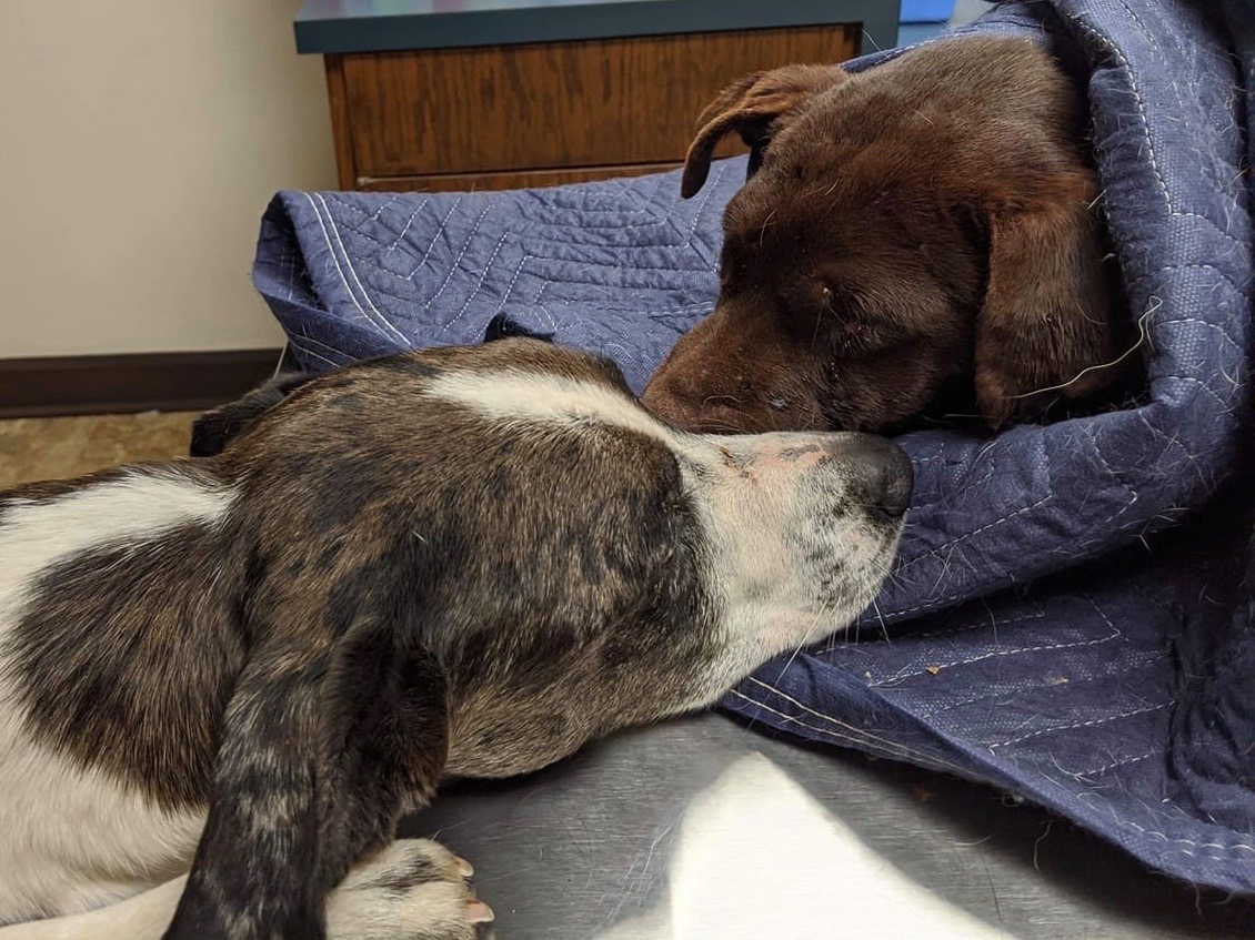 two dog heads next to each other