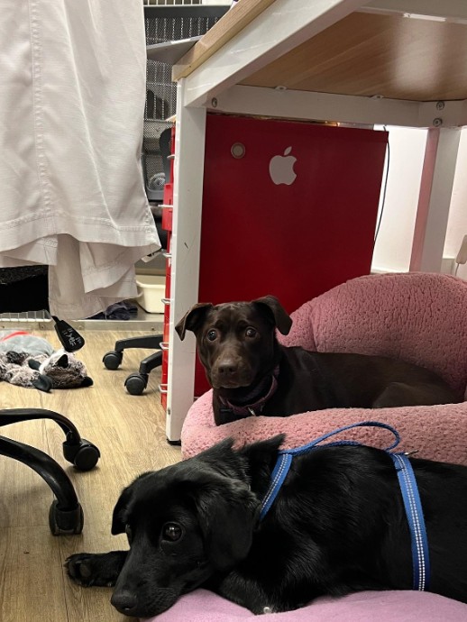 two dogs are lying on a pillow