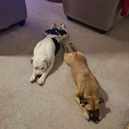 two dogs are lying on the floor