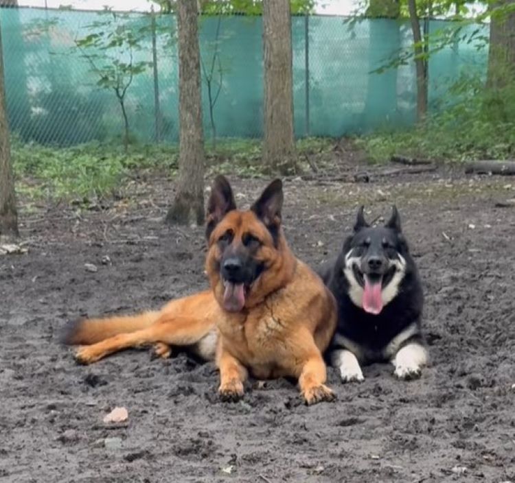 two dogs are lying on the ground