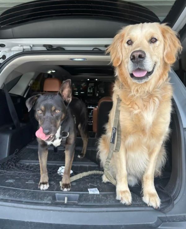 two dogs in car
