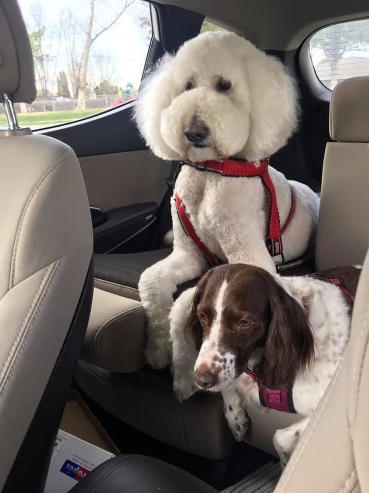 two dogs in car