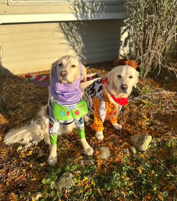 two dogs in cosplay
