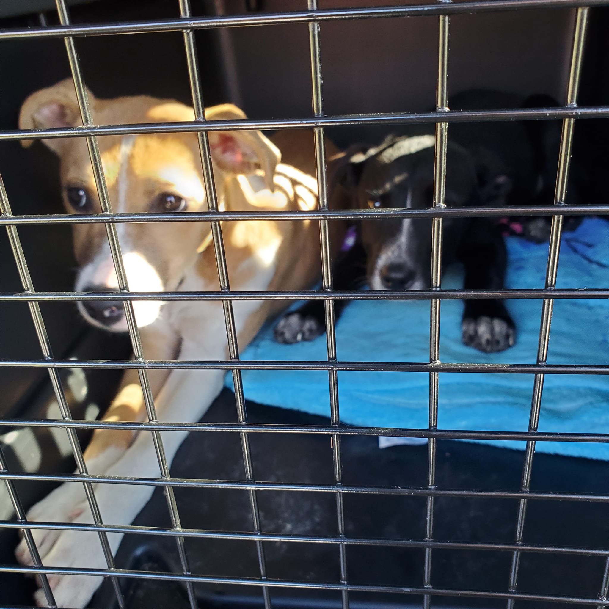 two dogs in crate