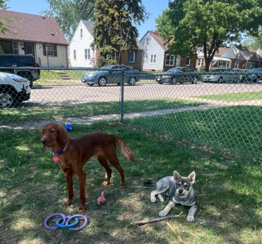 two dogs in garden