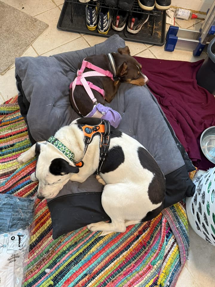 two dogs laying down