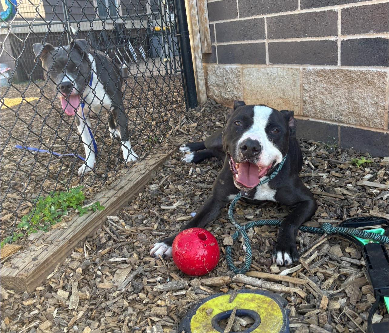 two dogs laying down