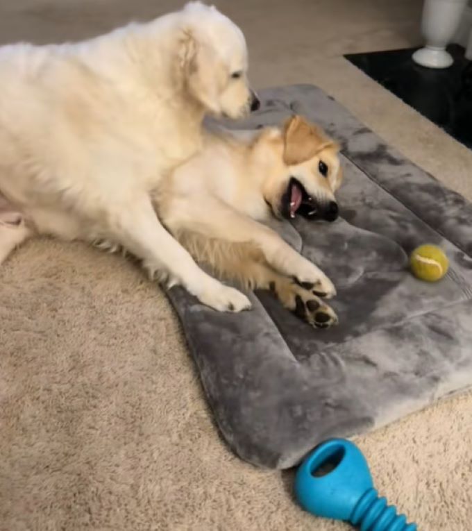 two dogs laying down