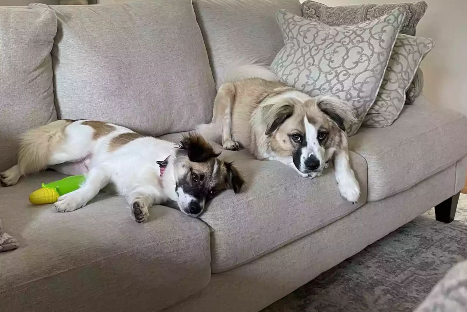 two dogs on couch