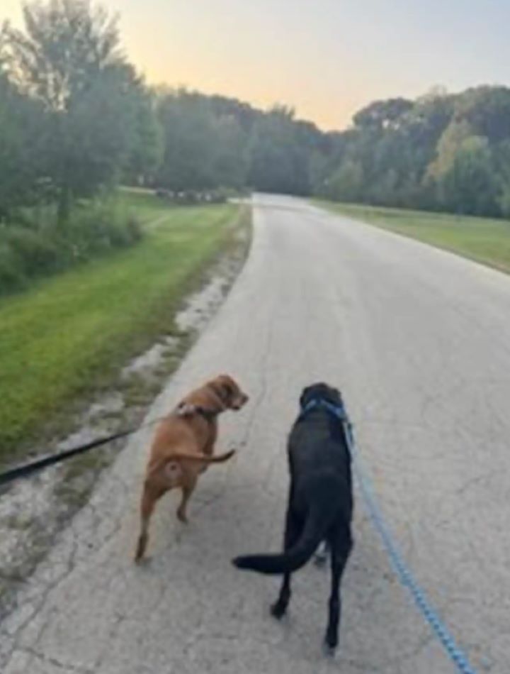 two dogs on leash