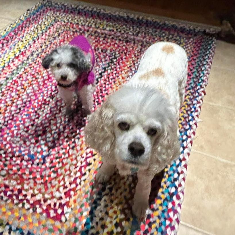 two dogs on rug