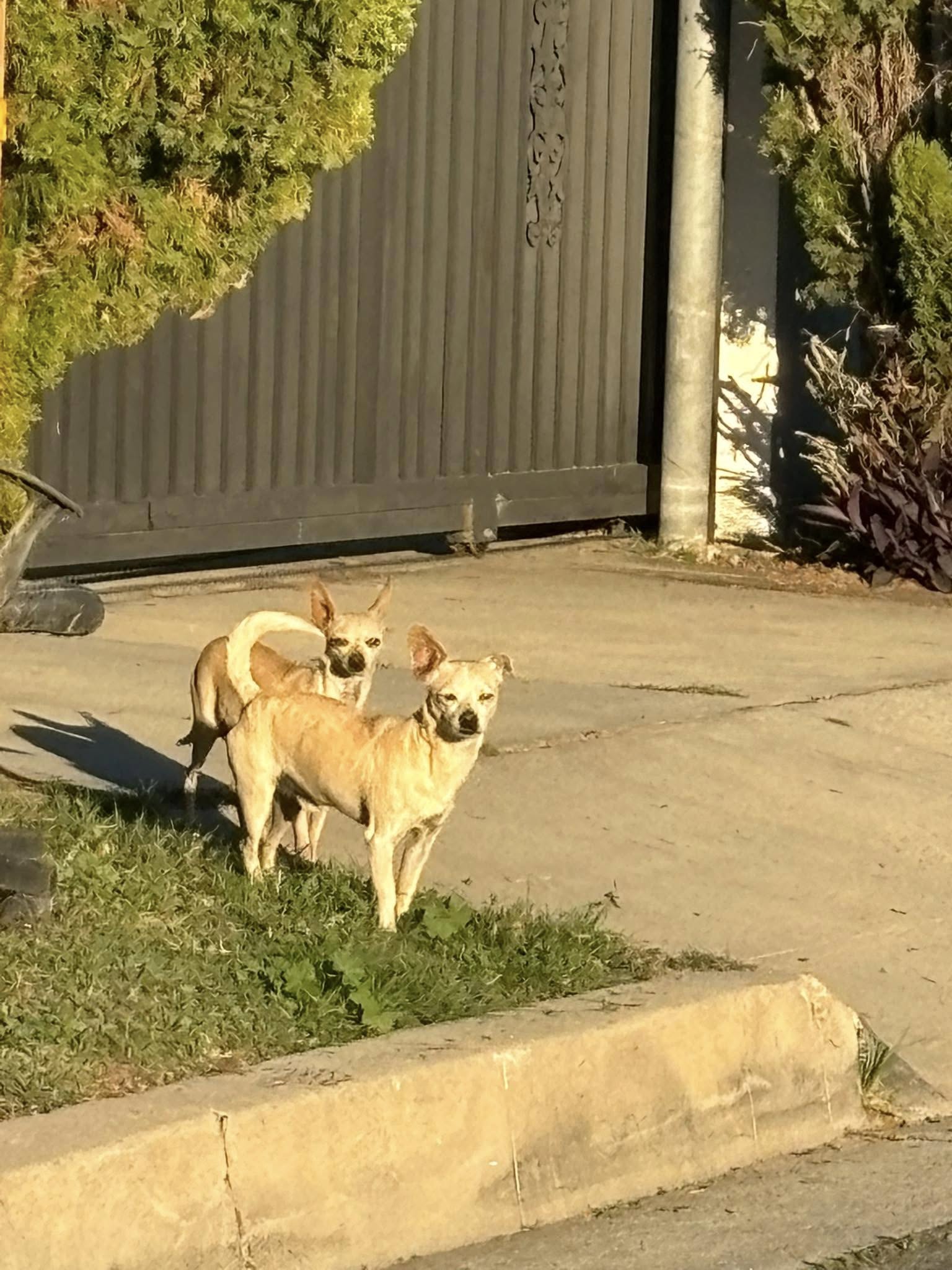 two dogs on street
