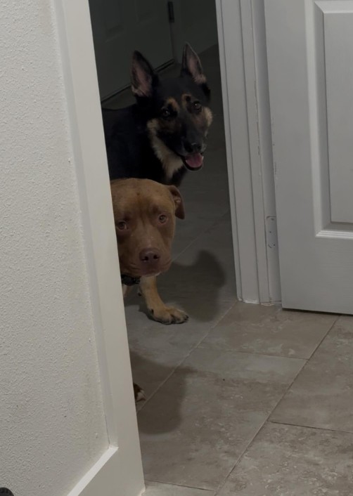 two dogs peeking at the door