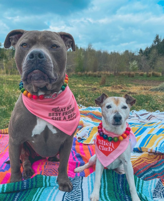 two dogs sitting on a blanket outdoors