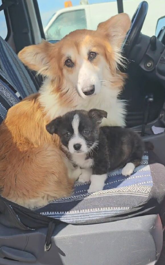 two dogs sitting on the car seat