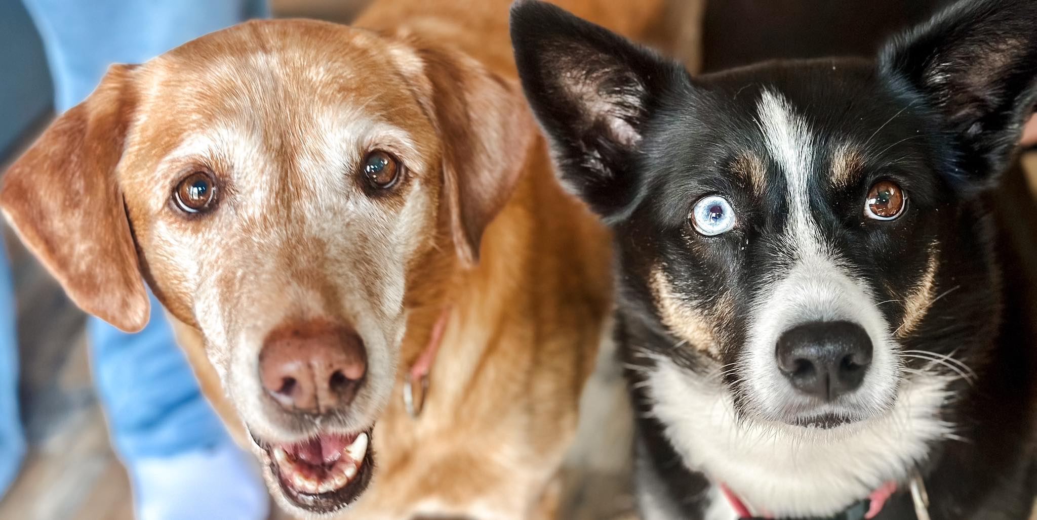 two dogs standing and looking at the camera