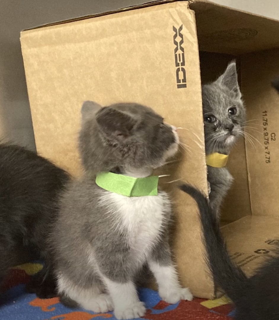 two gray kittens