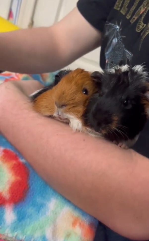 two guinea pigs