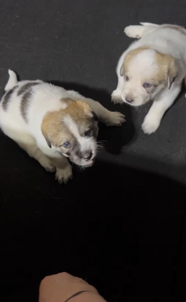 two puppies are sitting on the couch