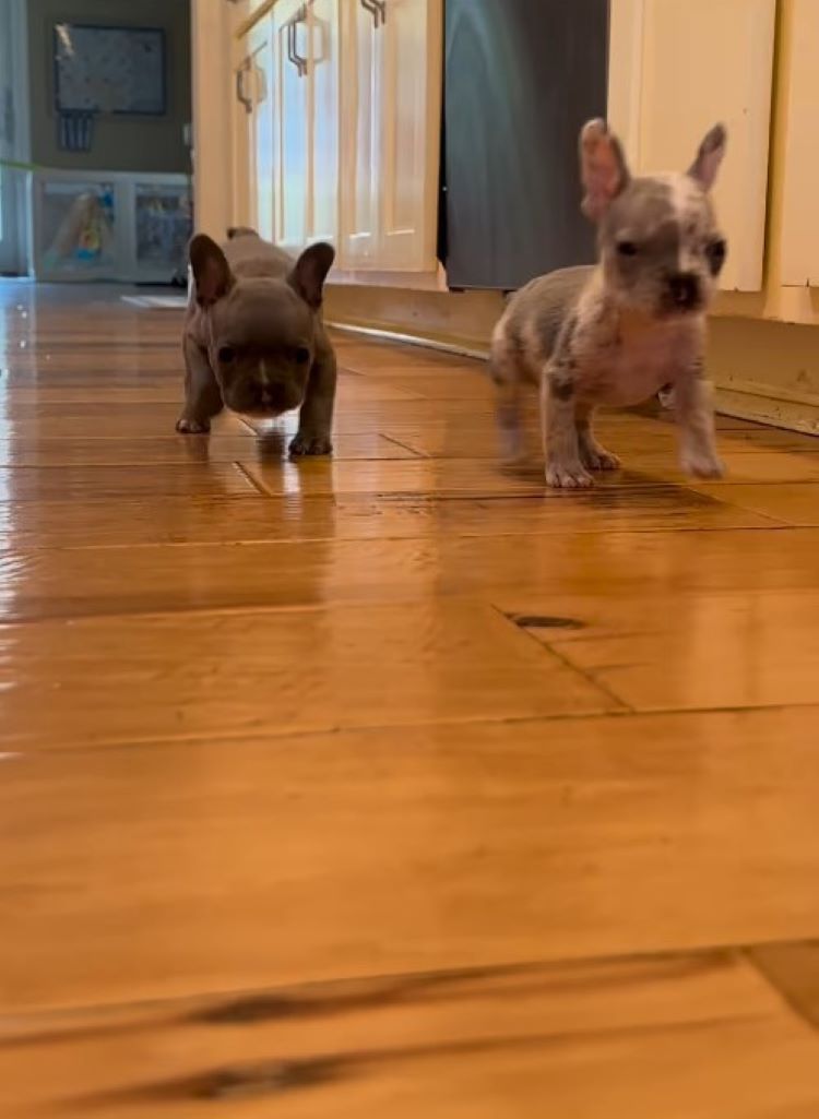 two puppies running