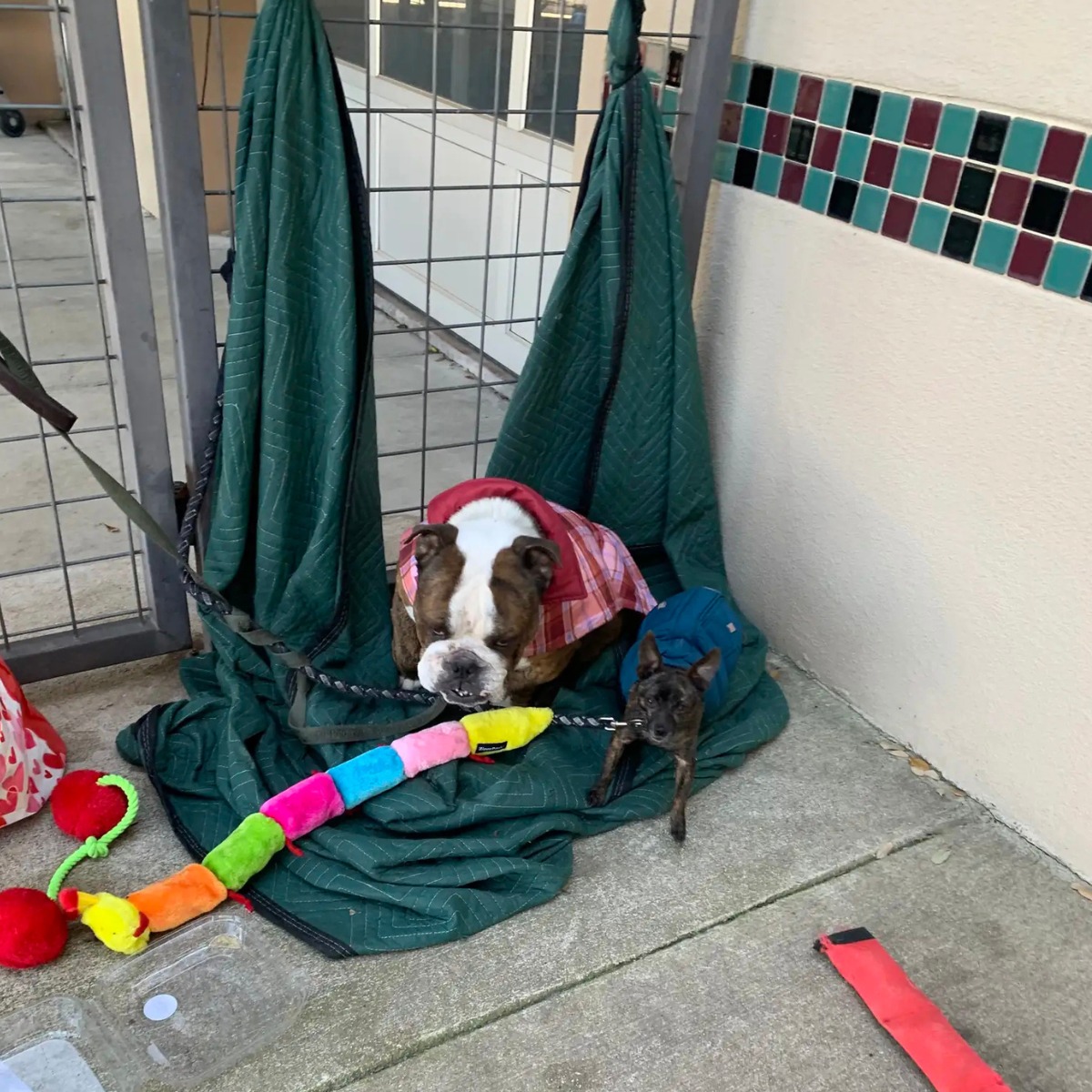 two puppies sitting on a green blanket