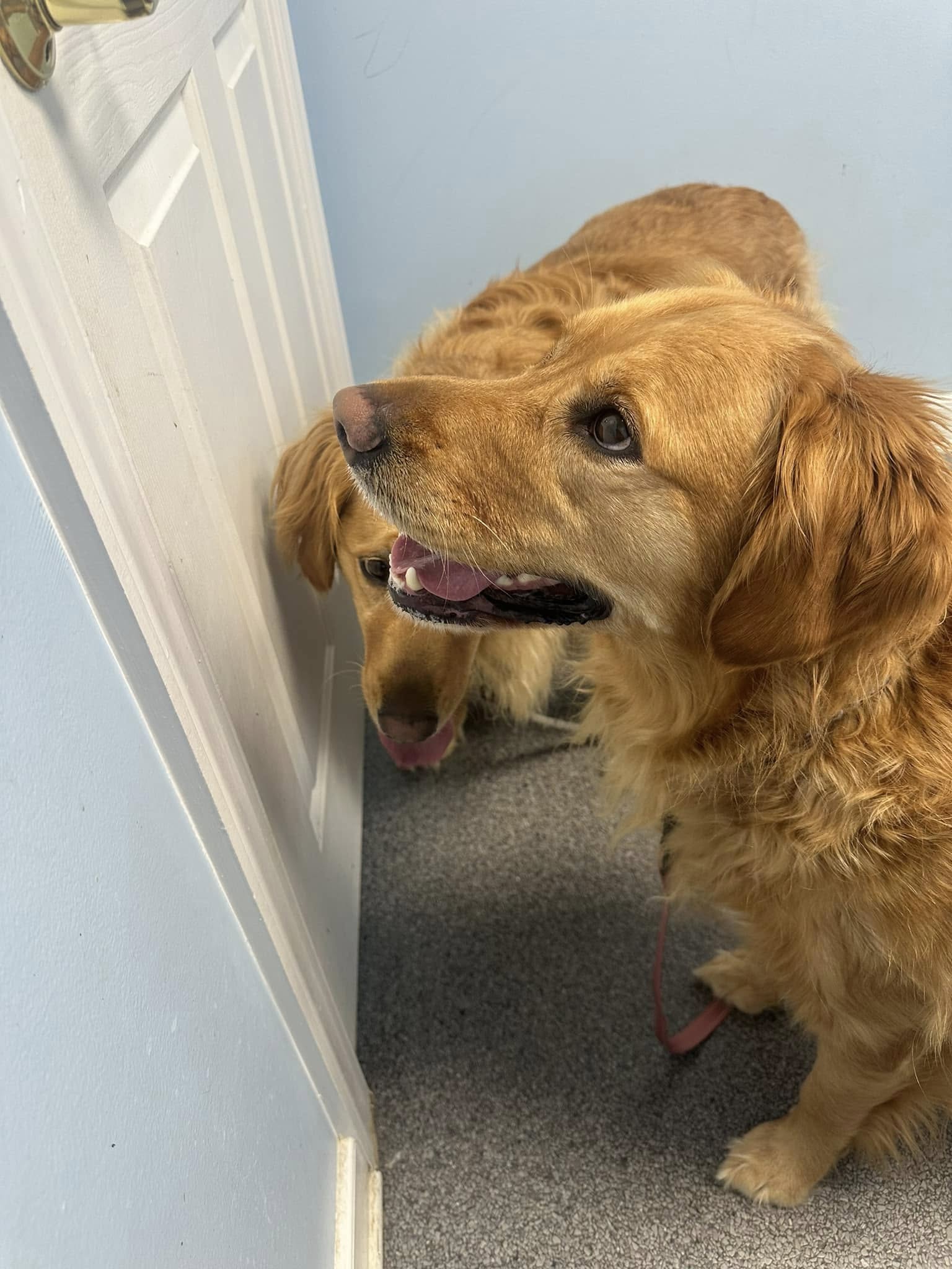 two sweet brown dogs in house