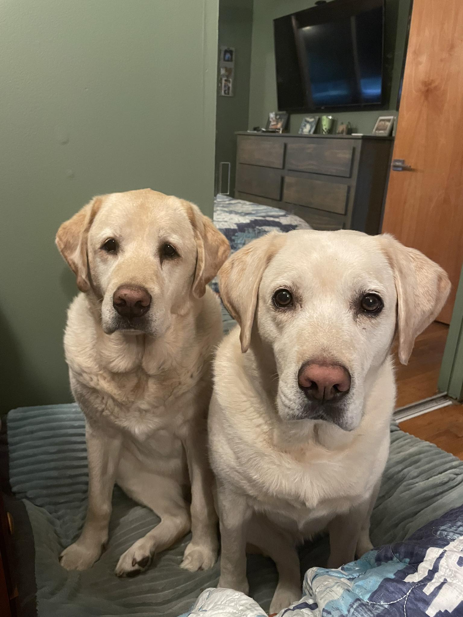 two sweet dogs in house